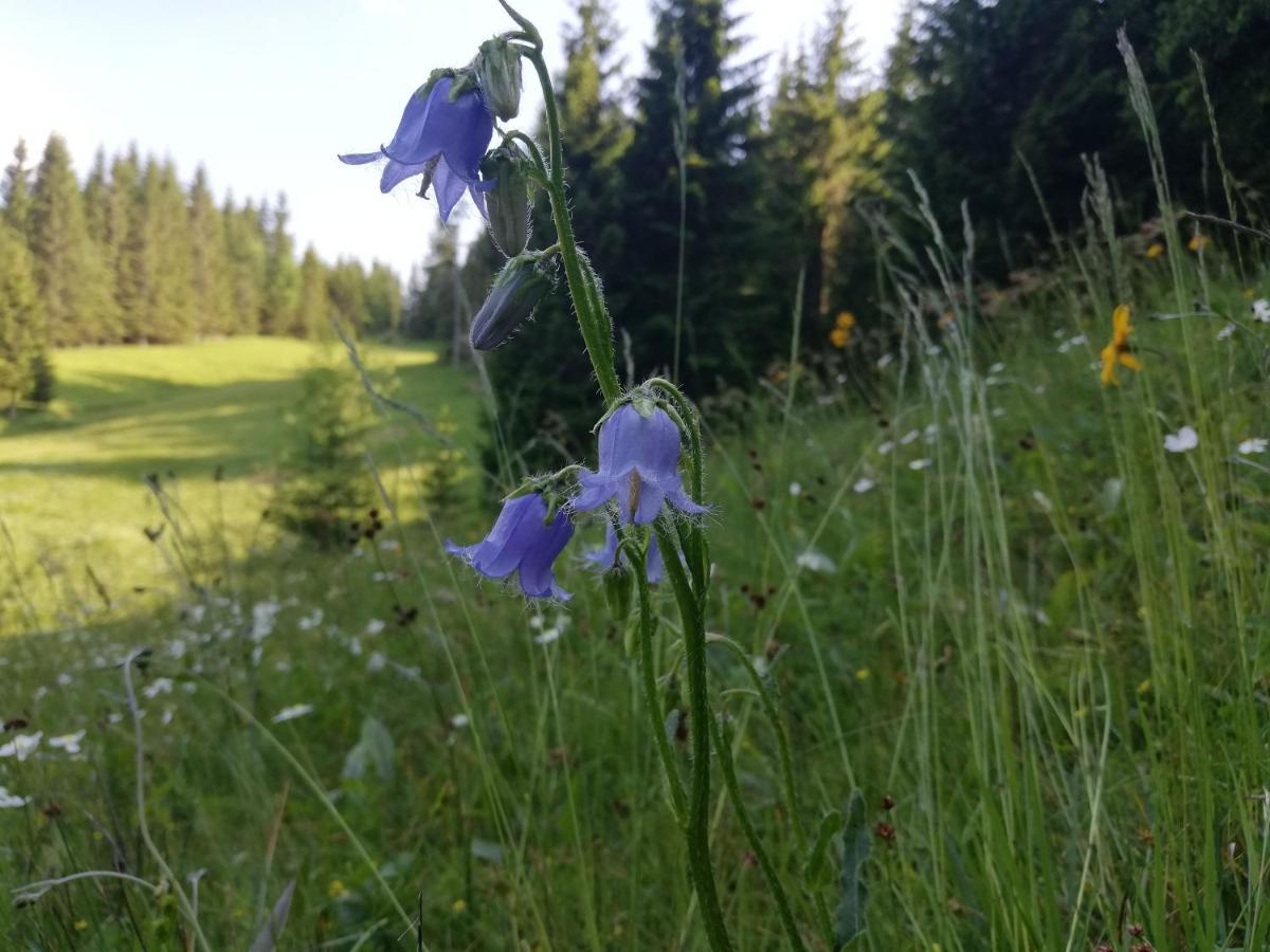 Brunarica Na Goreljeku Bohinj Exteriör bild