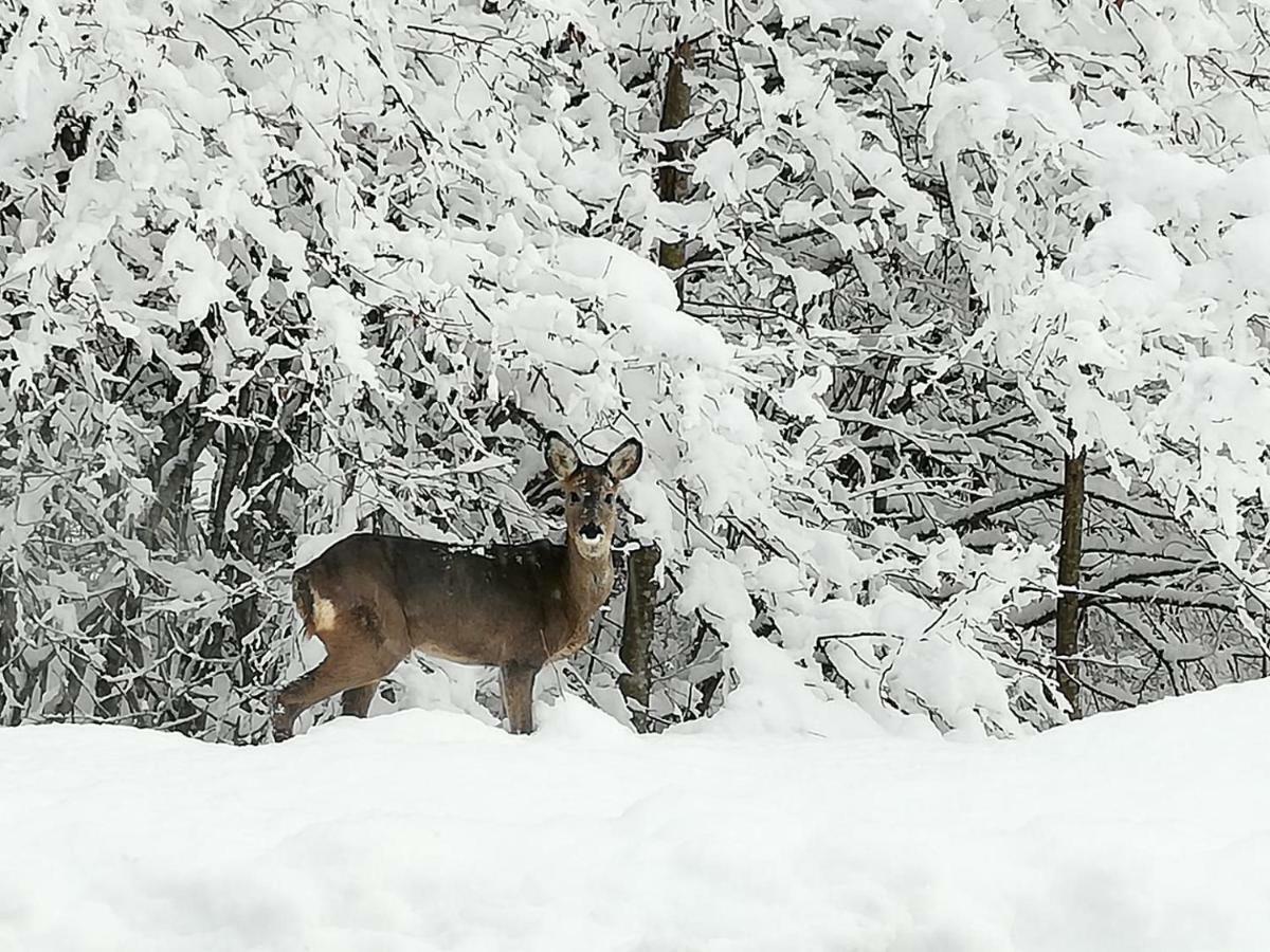 Brunarica Na Goreljeku Bohinj Exteriör bild